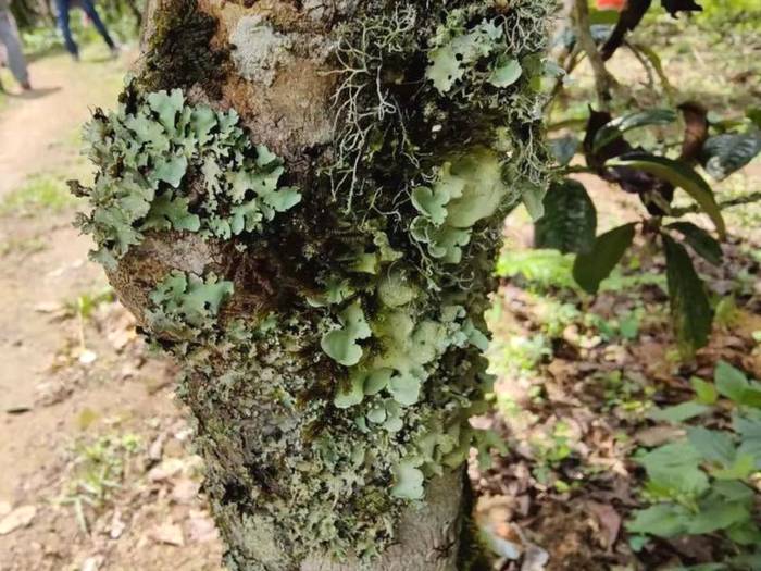 有关于勐海贺开：遇见最美茶园，230余万株古茶树备受“呵护”的最新资讯(13)