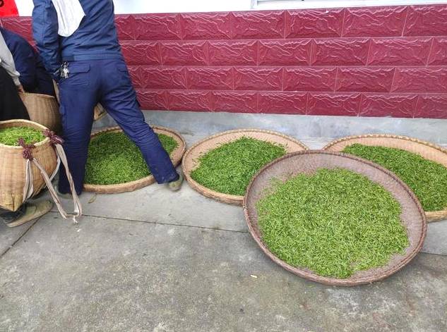 关于霍山区霍山黄芽开始大量上市 茶农卖茶终于出现人挤人的场面的消息(2)