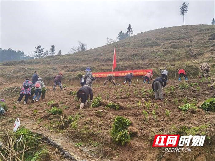 有关于湖南古丈:示范带动茶叶种植,古阳镇党员干部助农春耕忙的新闻