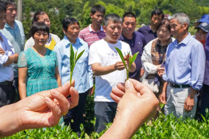 有关于舒城县：以科技推动茶业生产，助农增收，助力乡村振兴的信息(1)