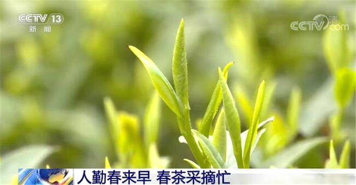 有关于南方主要产茶区：人勤春来早 春茶采摘忙 的热门信息