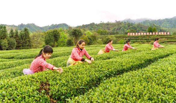 有关于昭平县24.2万亩茶园正式进入早春茶开采丰产期的最新信息(1)