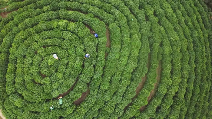有关于新茶上市，黄山毛峰茶有了统一的证明商标的热门资讯(1)