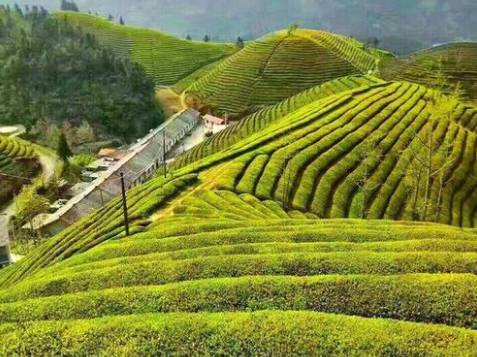 有关于“一片叶子”带动80万茶农脱贫 茶产业成为恩施支柱产业的资讯