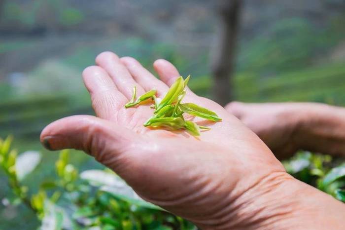 关于56000次采摘方得1斤!火出国门的三峡毛尖,天然清香!的最新资讯(18)