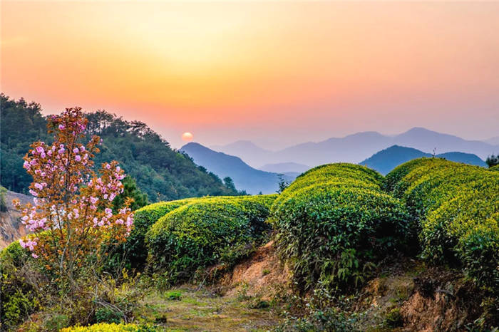 有关于泰顺筱村镇：葛垟茶场春欲暮 客来烹茶三杯香的消息(13)