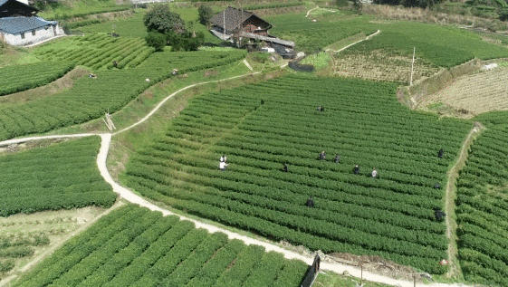 有关于“保靖黄金茶国家地理标志产品保护示范区” 入选“2021年国家地理标志产品保护示范区筹建名单”的热门资讯(5)