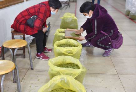 关于阳春三月，2021年的早春茶部分地区开始迎来了采摘的最新信息(2)