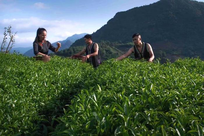 有关于福建省委书记尹力：茶叶是福建的一张名片的热门消息(15)