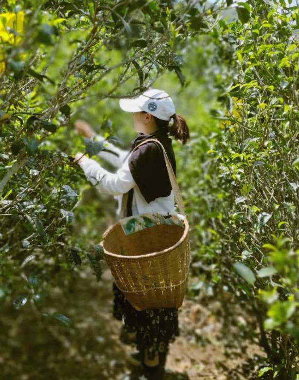 有关于临沧春茶简报:又是一年采茶季 茶农忙采春茶的热门新闻(1)
