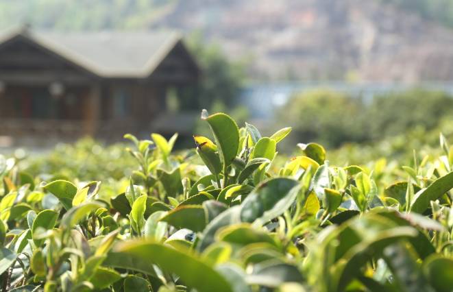 关于200万吨库存茶根本喝不完!谁能引领中国茶叶第三次产业革命?的消息(4)