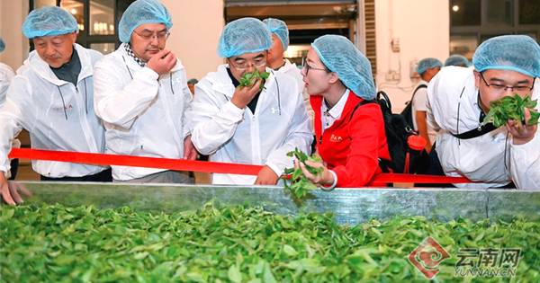 关于从茶园到茶杯 区块链助力云南茶企开拓新市场的资讯