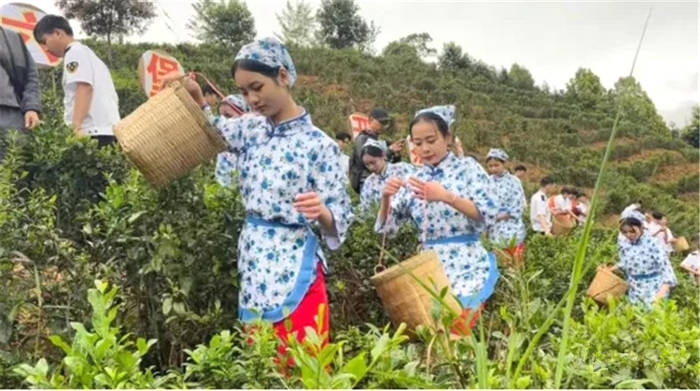 关于桂茶出山！梧州市以创新举措促进六堡茶产业做大做强做优！的最新资讯(2)