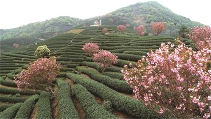 有关于年交易额突破3亿元!杭州拔山茶叶集散中心是怎样炼成的?的热门信息