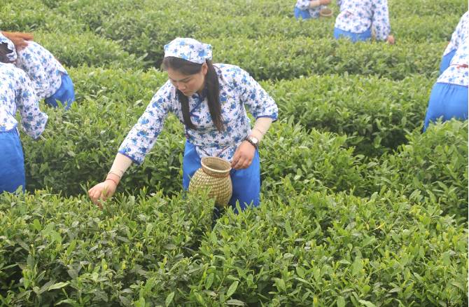有关于平昌县:一村庄茶园年产值上千万元,带动2892人增收的热门新闻