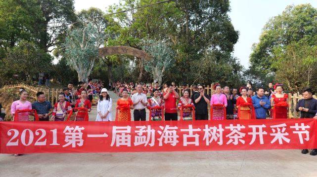 有关于当古茶之王遇上皮卡之王，长城皮卡助力勐海古树茶开采的信息