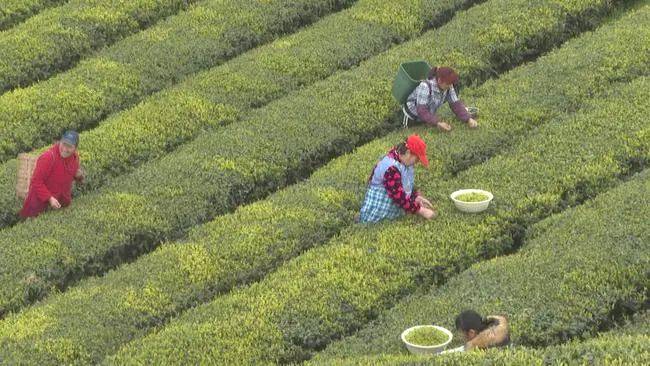 关于雨水滋润新芽，重庆永川10万亩春茶开采的热门信息(3)