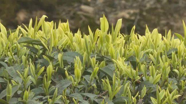 关于雨水滋润新芽，重庆永川10万亩春茶开采的热门信息(1)