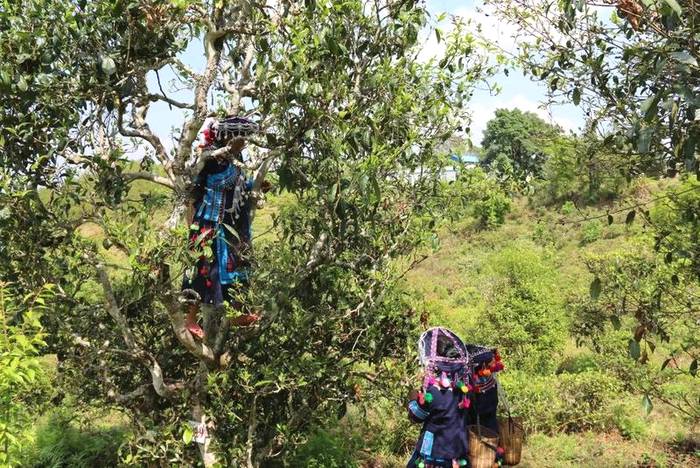 关于墨江新抚镇:春茶岭上香 茶农采摘忙碌碌的资讯(12)