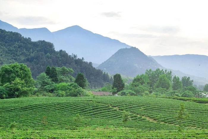关于带你寻遍江西好茶，赣茶 · 年终回顾系列之一 · 寻茶记的新闻