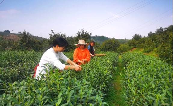 有关于茶园剪影 又是一年采茶季 春色满园盼君来的最新资讯(23)