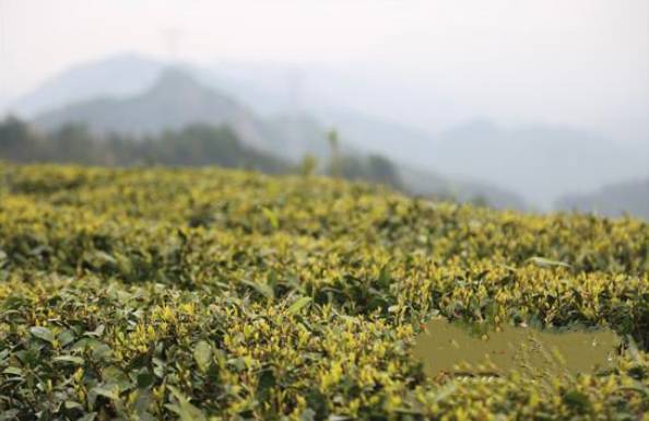 关于春茶采摘黄金季 张家界万宝山茶叶基地采茶忙的新闻