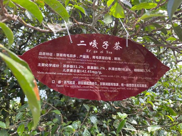 关于中国首家茶树演化自然博物馆在临沧白莺山挂牌的资讯(10)