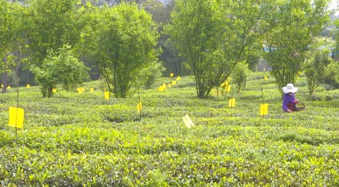 关于孝昌陡山安店村:春茶吐“新芽”,绿了荒山富了民!的资讯