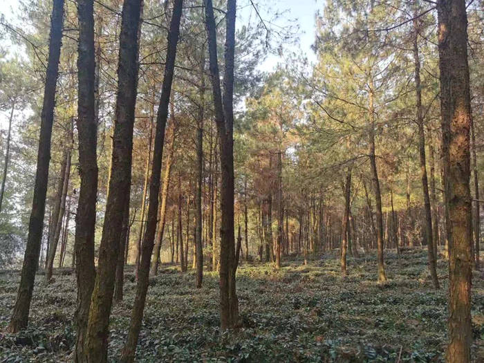 有关于四川省茶叶行业协会一行调研广安茶产业发展规划的最新资讯(8)