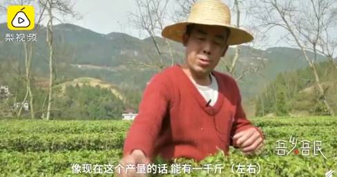 关于阳春三月，2021年的早春茶部分地区开始迎来了采摘的最新信息(1)