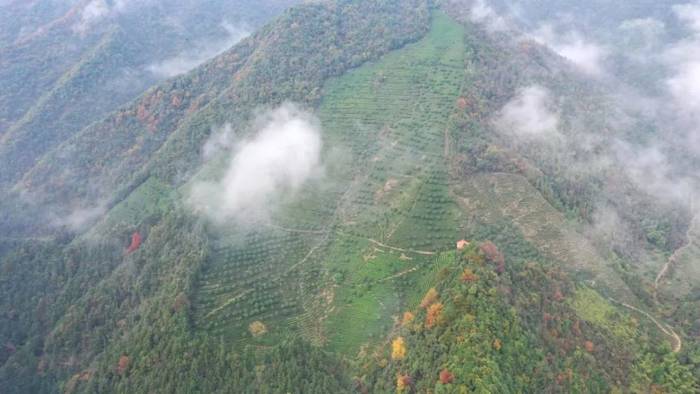 有关于除了龙井，杭州还有这些茶园的茶叶和美景让人陶醉!的热门资讯(16)