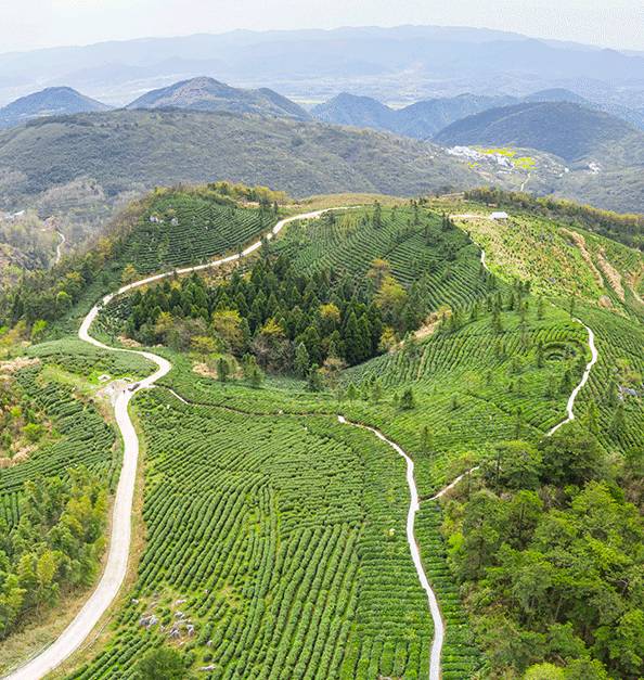 有关于江西瑞昌：“茶旅融合”正成为促进乡村振兴的“助推剂”的新闻