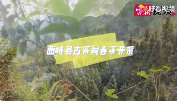 有关于云南各地春茶开采 一片茶叶成就一个绿色产业的最新信息(2)