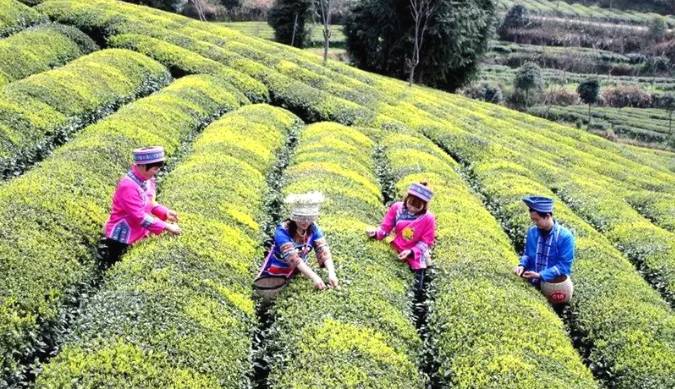 有关于梵净茶缘“高手”齐聚,印江上演茶艺大比拼的最新资讯(7)