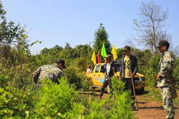 关于曼冈青年 助力打造鹿塘山生态茶园样板区的热门消息(3)