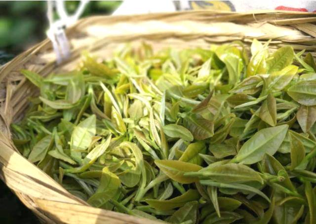 有关于种茶种出小康新生活：盐津牛寨乡龙茶村的脱贫记的信息(5)