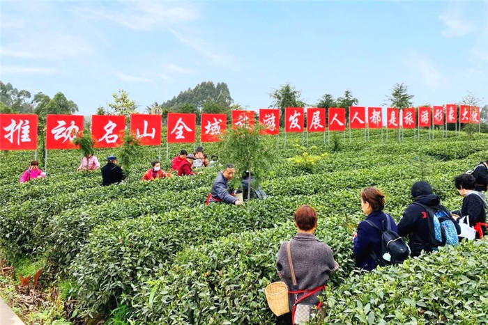 有关于埋头种茶 抬头探“路”——四川春茶主产区走访见闻的消息(2)