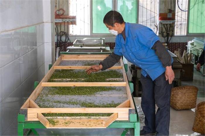 关于打造“甜城茶乡”，内江茶叶如何破题出圈？的新闻(5)