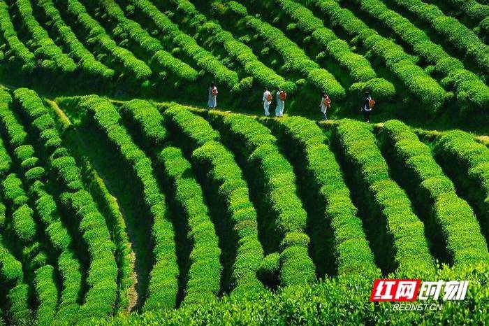 有关于益周美景 | 安化：采茶好时节 来把春天饮的消息(2)