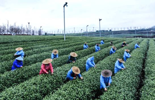 关于浙江嵊州：百余个新品种春茶将陆续开始采摘的信息(1)