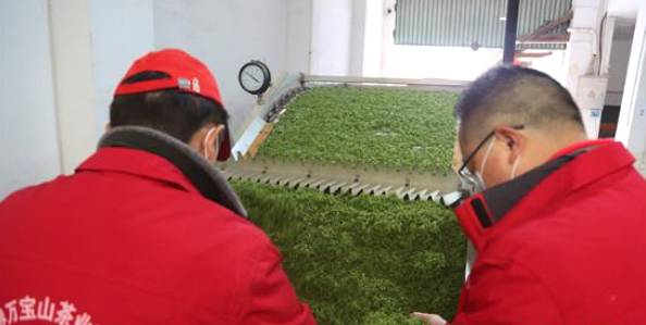 关于春茶采摘黄金季 张家界万宝山茶叶基地采茶忙的新闻(3)