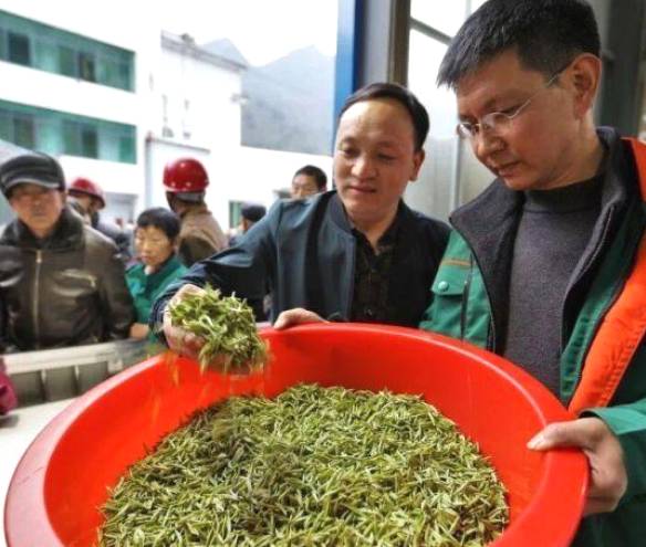 关于五峰人大代表履职在茶园 助推茶产业发展的消息(1)