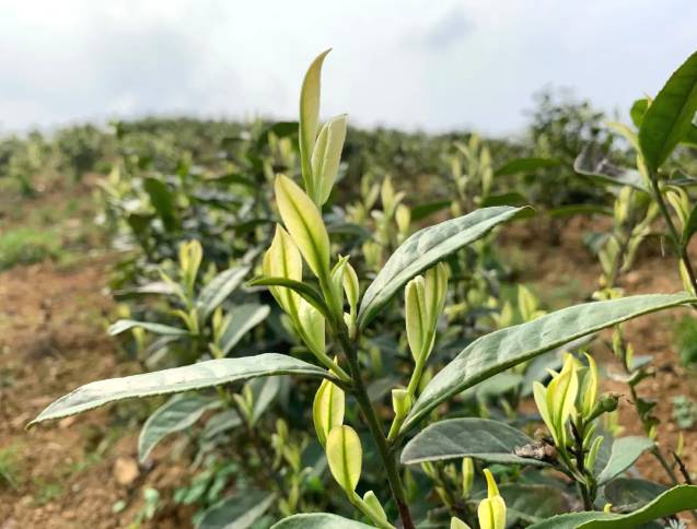 有关于沿河：“携茶”迎来采摘季 千里帮扶情义深的最新信息(4)