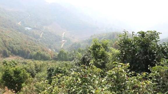 有关于云南各地春茶开采 一片茶叶成就一个绿色产业的最新信息(7)