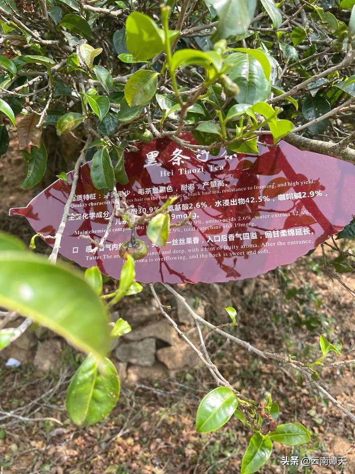 关于中国首家茶树演化自然博物馆在临沧白莺山挂牌的资讯(8)