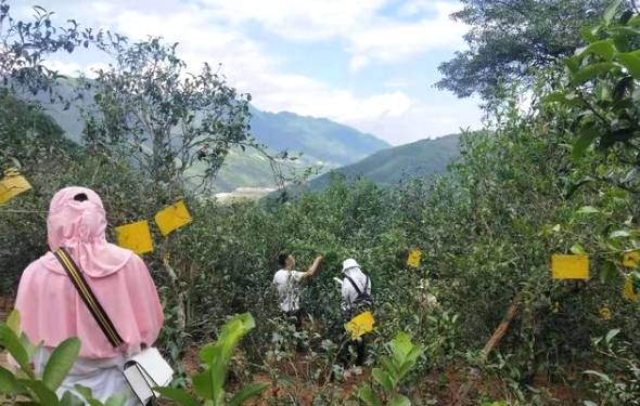 有关于冰岛古树春茶暂未大面积开采，毛茶价格约37000-38000元/公斤的资讯(9)