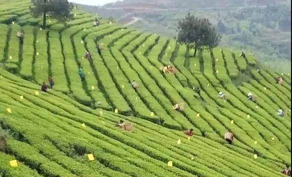 关于藏茶之都+名茶之乡:东莞成西部茶产业提升“引擎”的最新消息(7)