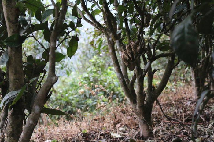 有关于普洱春茶发芽简报：大雪山豆腐寨茶园发芽情况的热门信息(11)