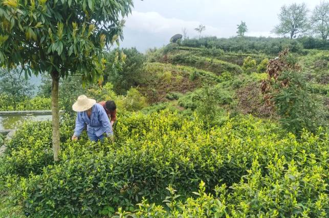 有关于景宁梧桐乡生态茶园提质增效助推富农强村的热门资讯(1)