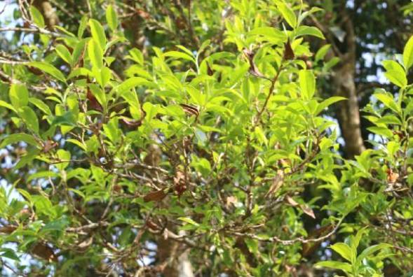 有关于保山龙新乡：探索古树茶产业助力乡村振兴的热门信息(1)